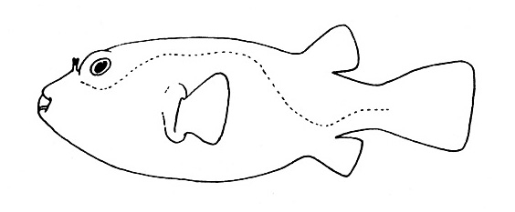 Representative of the Tertaodontidae family (Gosline & Brock, 1960, fig. 143)